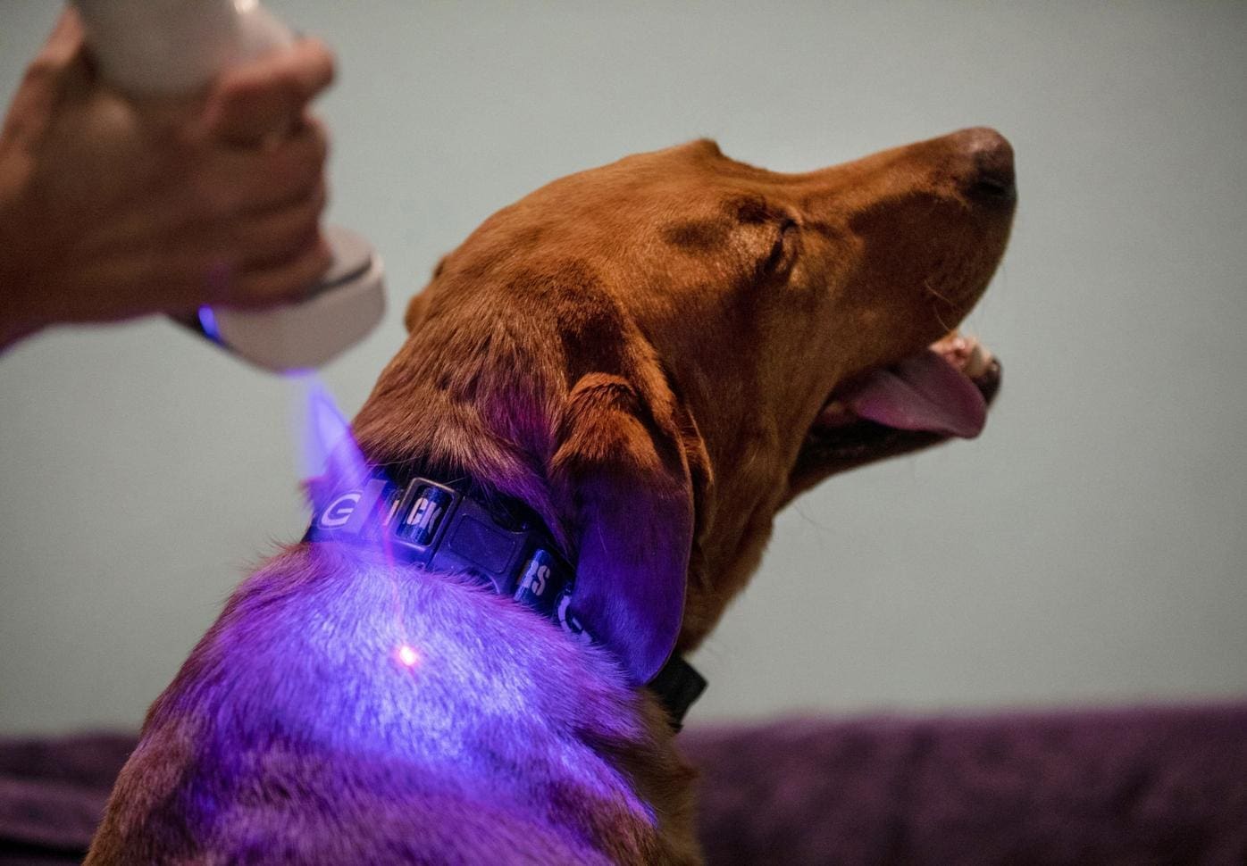 Local Cryo For Animals The Body Spa & Cryotherapy RC, SD